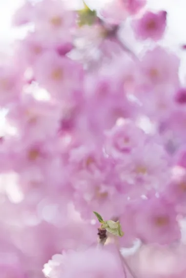 Suntory Global Spirits Releases 2023 Sustainability Report