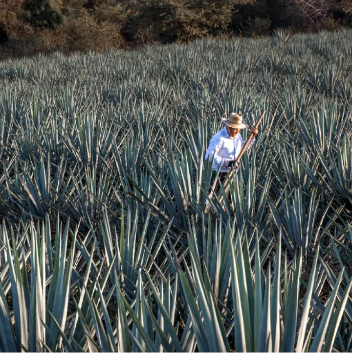 Casa Sauza carbon capture initiative