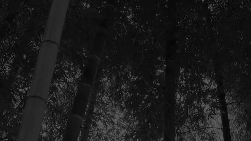 Haku forest
