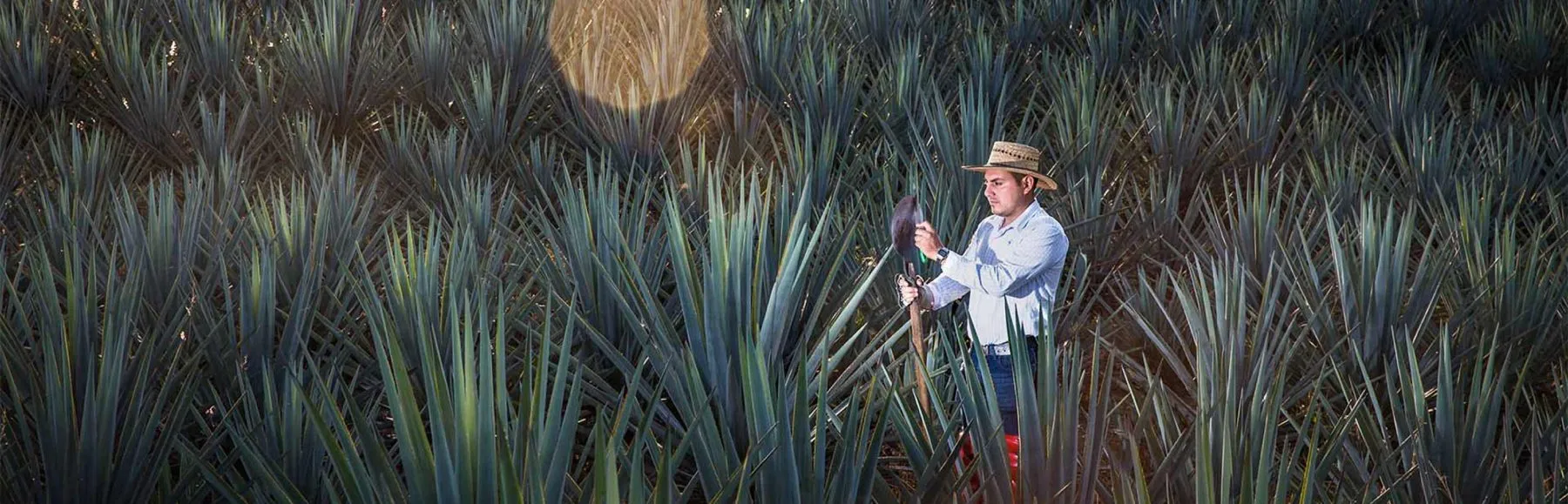 worker in agave field